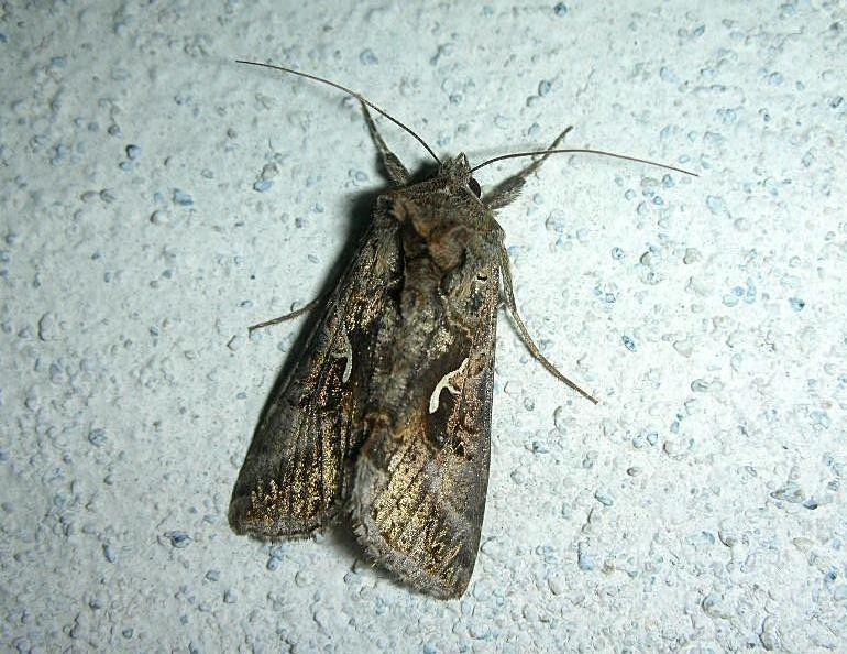 Idaea degeneraria, Bena bicolorana, Autographa gamma